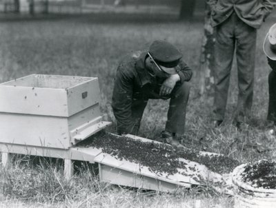 Un grupo de cuidadores, incluido Brown, moviendo un enjambre de abejas, Zoológico de Londres, julio de 1926 de Frederick William Bond