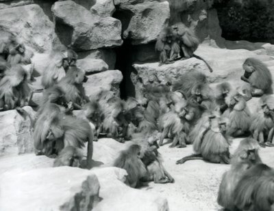 Un grupo o tropa de babuinos sagrados sentados en rocas en su recinto, Zoológico de Londres, julio de 1925 de Frederick William Bond