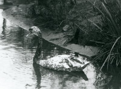 Un cisne híbrido, Mudo x Negro, nadando en un estanque en el Zoológico de Londres en 1927 de Frederick William Bond