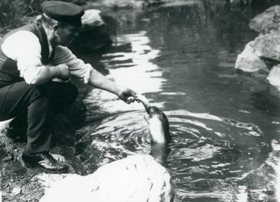 Un cuidador alimentando peces a una joven foca encapuchada en su piscina en el Zoológico de Londres, junio de 1914 de Frederick William Bond