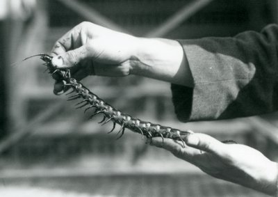 Un cuidador sosteniendo un ciempiés gigante en sus manos, Zoológico de Londres, 1927 de Frederick William Bond