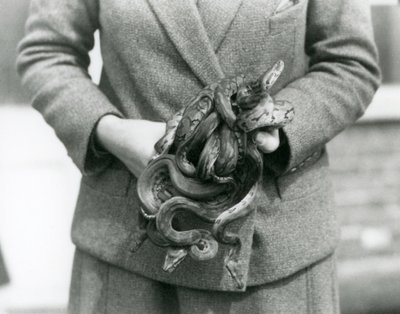 Un cuidador sosteniendo un nudo de jóvenes Pitones Reales en el Zoológico de Londres en 1931 de Frederick William Bond