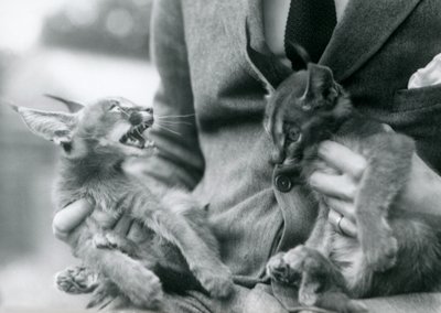Un Guardián Sosteniendo un Par de Gatitos de Caracal en su Regazo, Zoológico de Londres, 1924 de Frederick William Bond