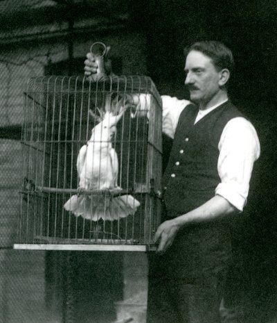 Un cuidador sostiene un Cacatúa de Cresta de Azufre, Jade, en su jaula en el Zoológico de Londres en octubre de 1924 de Frederick William Bond