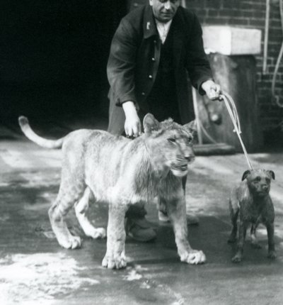 Un cuidador paseando a un perro y un joven león, Zoológico de Londres, agosto de 1925 de Frederick William Bond