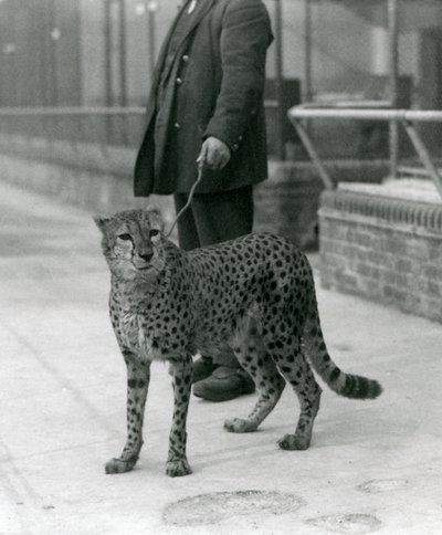Un cuidador con un guepardo con correa, Zoológico de Londres de Frederick William Bond