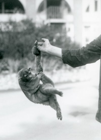 Un kinkajú suspendido del dedo de un cuidador por su cola prensil, Zoológico de Londres, septiembre de 1925 de Frederick William Bond