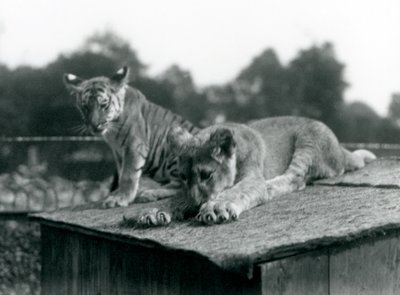 Un león y un cachorro de tigre sentados juntos en el techo de su guarida, Zoológico de Londres, septiembre de 1925 de Frederick William Bond