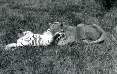 Un cachorro de león y un cachorro de tigre luchan en el césped, Zoológico de Londres, septiembre de 1925 de Frederick William Bond