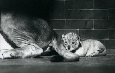 Un cachorro de león acostado detrás de la cola de su madre, Zoológico de Londres, octubre de 1925 de Frederick William Bond