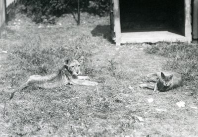 Un cachorro de león acostado en un césped, cerca de una caja de madera abierta, con un gato doméstico, Zoológico de Londres, julio de 1925 de Frederick William Bond