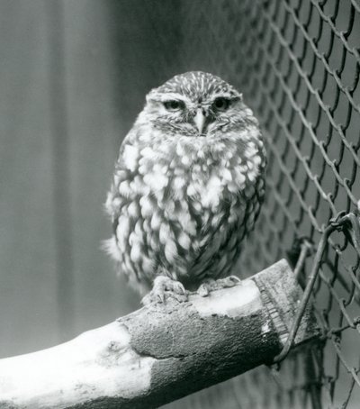Un pequeño búho sentado en una rama junto a la malla de su recinto, Zoológico de Londres, noviembre de 1925 de Frederick William Bond