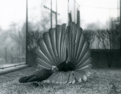 Exhibición de cortejo del faisán Argus macho, con una hembra a su lado, Zoológico de Londres, enero 1926 de Frederick William Bond