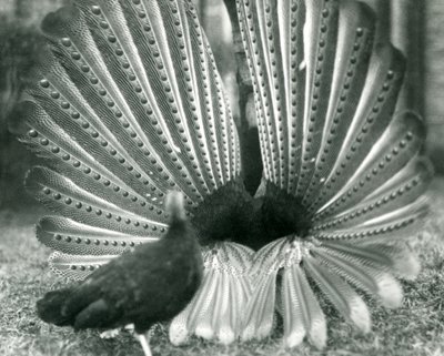 Exhibición de cortejo del faisán Argus macho, con una hembra a su lado, Zoológico de Londres, enero 1926 de Frederick William Bond