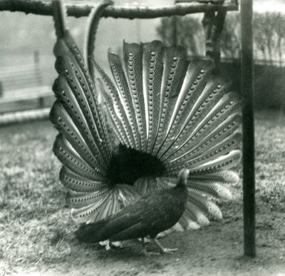 Exhibición de cortejo del faisán Argus macho, con una hembra a su lado, Zoológico de Londres, enero 1926 de Frederick William Bond