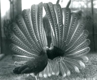 Exhibición de cortejo del faisán Argus macho, con una hembra a su lado, Zoológico de Londres, enero 1926 de Frederick William Bond