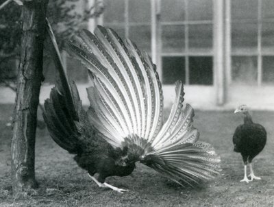 Un faisán Argus macho, o Gran Argus, mostrando sus plumas de ala y cola, mientras una hembra está frente a él, zoológico de Londres, enero de 1926 de Frederick William Bond