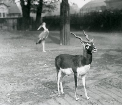 Un Blackbuck macho o Antílope Indio en un corral en el Zoológico de Londres, octubre de 1926 de Frederick William Bond