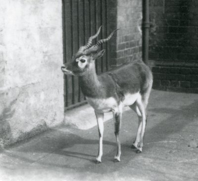 Un macho de antílope negro de pie en su recinto en el Zoológico de Londres en junio de 1925 de Frederick William Bond