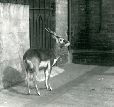 Un macho de antílope negro de pie en su recinto en el Zoológico de Londres en junio de 1925 de Frederick William Bond