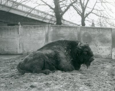 Un bisonte europeo macho tumbado en el césped en su corral en el Zoológico de Londres, 1927 de Frederick William Bond