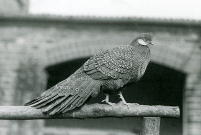 Un faisán pavo real gris macho en su percha en el Zoológico de Londres en 1931 de Frederick William Bond