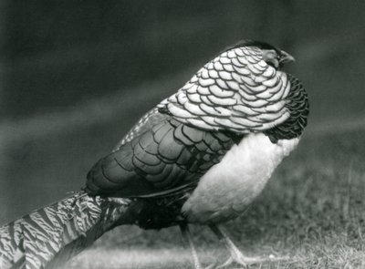 Un Faisán de Lady Amherst macho, de pie en el césped, Zoológico de Londres de Frederick William Bond