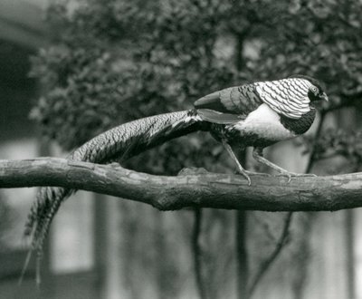 Un Faisán de Lady Amherst macho, caminando a lo largo de una rama horizontal, en el Zoológico de Londres en 1926 de Frederick William Bond