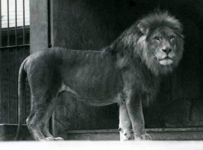 León macho en el Zoológico de Londres, junio de 1924 de Frederick William Bond