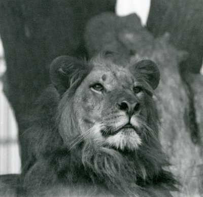 Un león macho en el zoológico de Londres en 1929 de Frederick William Bond