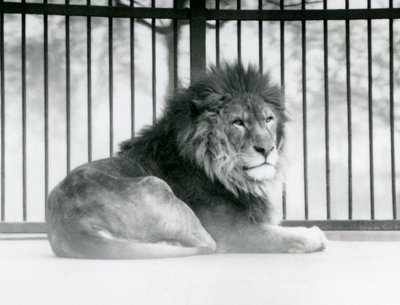 Un león macho descansando en su recinto en el Zoológico de Londres en marzo de 1925 de Frederick William Bond