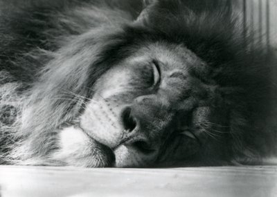 Un león macho durmiendo en su recinto en el zoológico de Londres en 1924 de Frederick William Bond