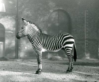 Una cebra de montaña macho x cebra de montaña de Hartmann de pie en su corral en el Zoológico de Londres en septiembre de 1927 de Frederick William Bond
