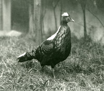 Faisán macho de Swinhoe en el Zoológico de Londres, septiembre de 1923 de Frederick William Bond