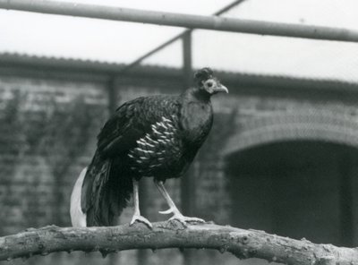 Un faisán macho de lomo de fuego de Veilot/Crested Fireback parado en una rama horizontal en el Zoológico de Londres en 1928 de Frederick William Bond