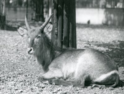 Un antílope acuático macho, Kobus ellipsiprymnus, sentado en su recinto en el Zoológico de Londres, años 1920 de Frederick William Bond