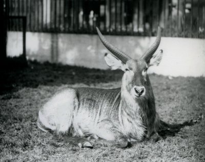 Un antílope acuático macho acostado en el césped en su paddock en el Zoológico de Londres en 1928 de Frederick William Bond