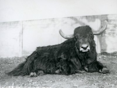 Un yak macho acostado en su recinto en el Zoológico de Londres en 1928 de Frederick William Bond