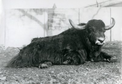 Un Yak macho acostado en su recinto en el Zoológico de Londres en agosto de 1928 de Frederick William Bond