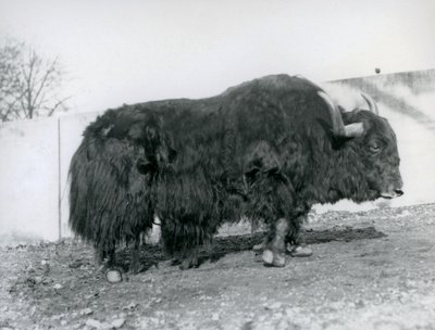 Un yak macho de pie en su corral en el Zoológico de Londres en 1928 de Frederick William Bond