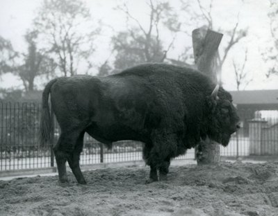 Un bisonte europeo macho en el pasto en su corral. Zoológico de Londres, octubre de 1927. Los bisontes europeos vulnerables también son conocidos como Wisent o Bisonte de Bosque Europeo. de Frederick William Bond