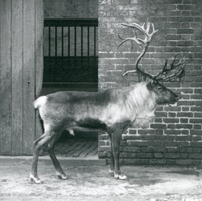 Un reno macho maduro de pie en su corral en el Zoológico de Londres en 1925 de Frederick William Bond