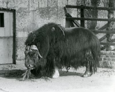 Un buey almizclero maduro, también escrito buey-almizclero, comiendo en su corral en el Zoológico de Londres en 1931 (foto en blanco y negro) de Frederick William Bond