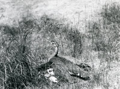 Una avutarda árabe casi amenazada extendiendo sus alas, cerca del suelo, entre un parche de hierba alta, Zoológico de Londres, julio de 1925 de Frederick William Bond