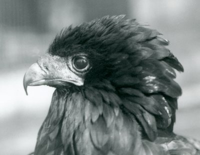Un águila bateleur casi amenazada en el Zoológico de Londres, 1927 de Frederick William Bond