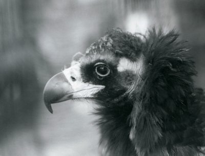 Un buitre negro euroasiático casi amenazado en el Zoológico de Londres, 1927 de Frederick William Bond