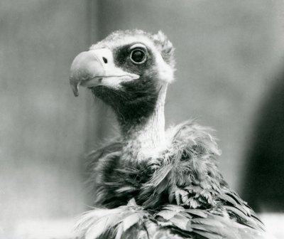 Un buitre negro euroasiático casi amenazado en el Zoológico de Londres, julio de 1926 de Frederick William Bond