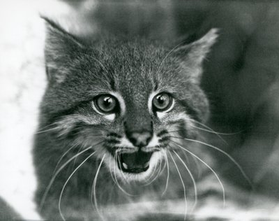 Un gato de Pampas casi amenazado/Gato Pantanal/Colocolo en el Zoológico de Londres en 1929 de Frederick William Bond