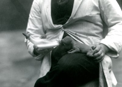 Un cachorro de león recién nacido siendo alimentado con biberón por su cuidador, Zoológico de Londres, 1923 de Frederick William Bond