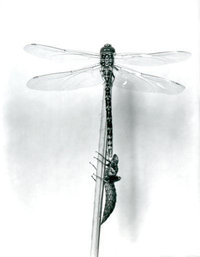 Una libélula de anillo dorado recién emergida seca sus alas mientras descansa sobre un junco por encima de su caparazón larval vacío, o exuvia, Zoológico de Londres, 1925 de Frederick William Bond